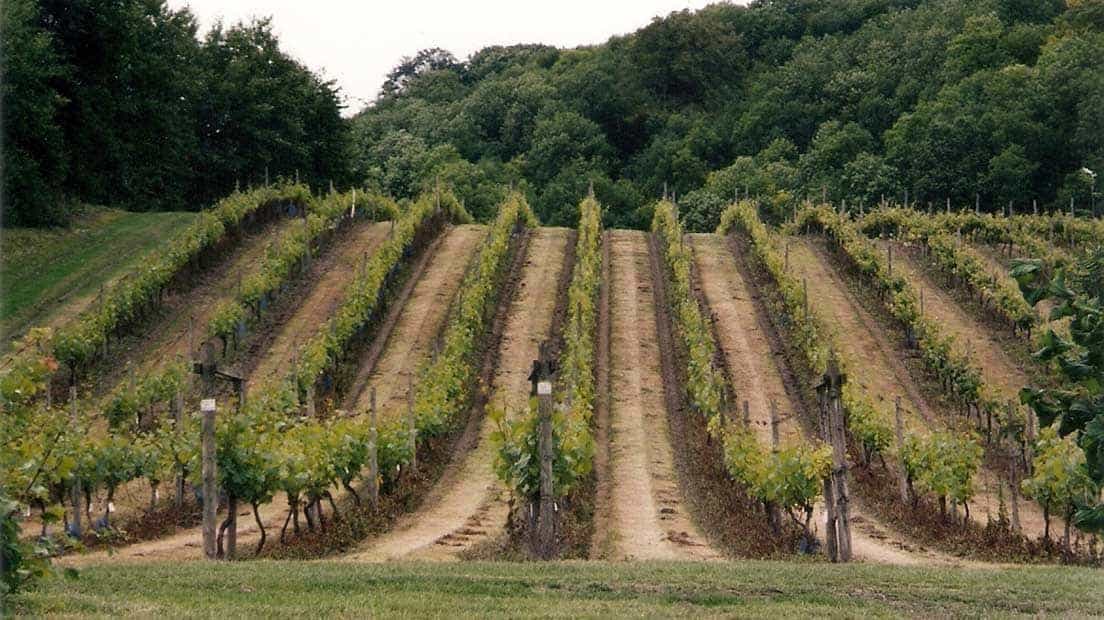 Godstone Vineyards